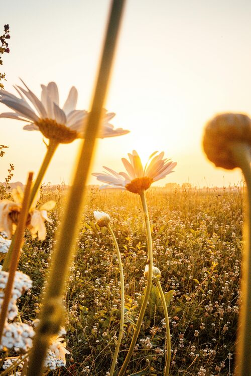 Foto von Guillaume Hankenne: https://www.pexels.com/de-de/foto/weissblattrige-blumen-an-einem-sonnigen-tag-2792078/